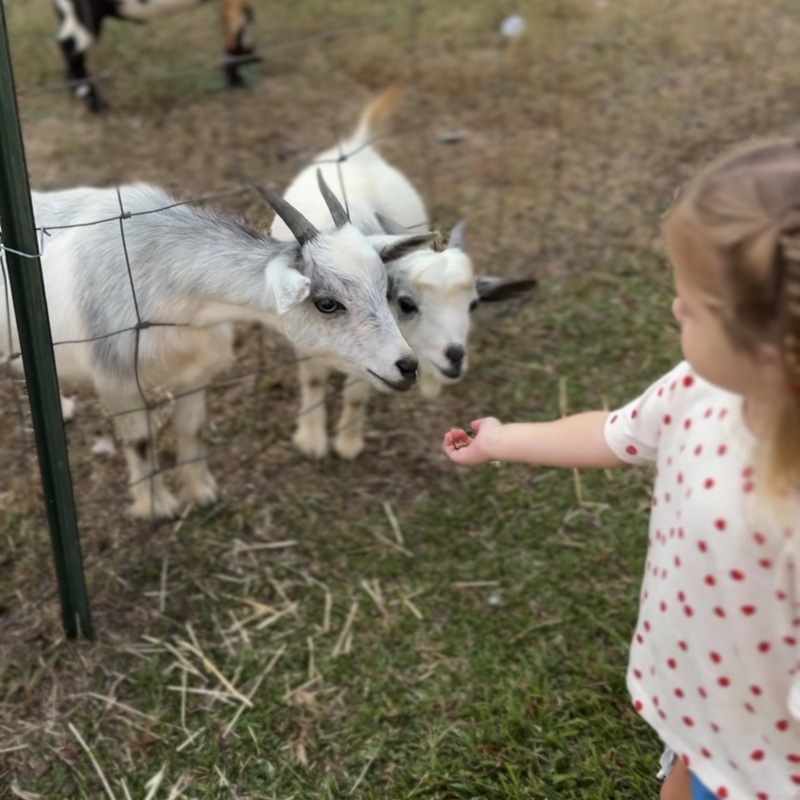 Dirt & Grit Farm: A must-visit fall destination for Upstate families
