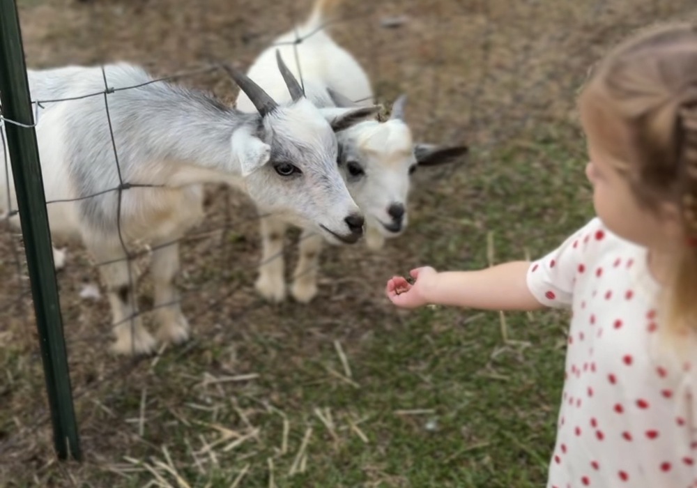 Dirt & Grit Farm: A must-visit fall destination for Upstate families