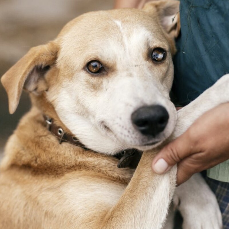 National Dog Month highlights adoption opportunities at Spartanburg Humane Society