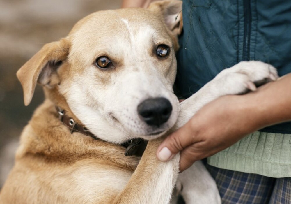 National Dog Month highlights adoption opportunities at Spartanburg Humane Society