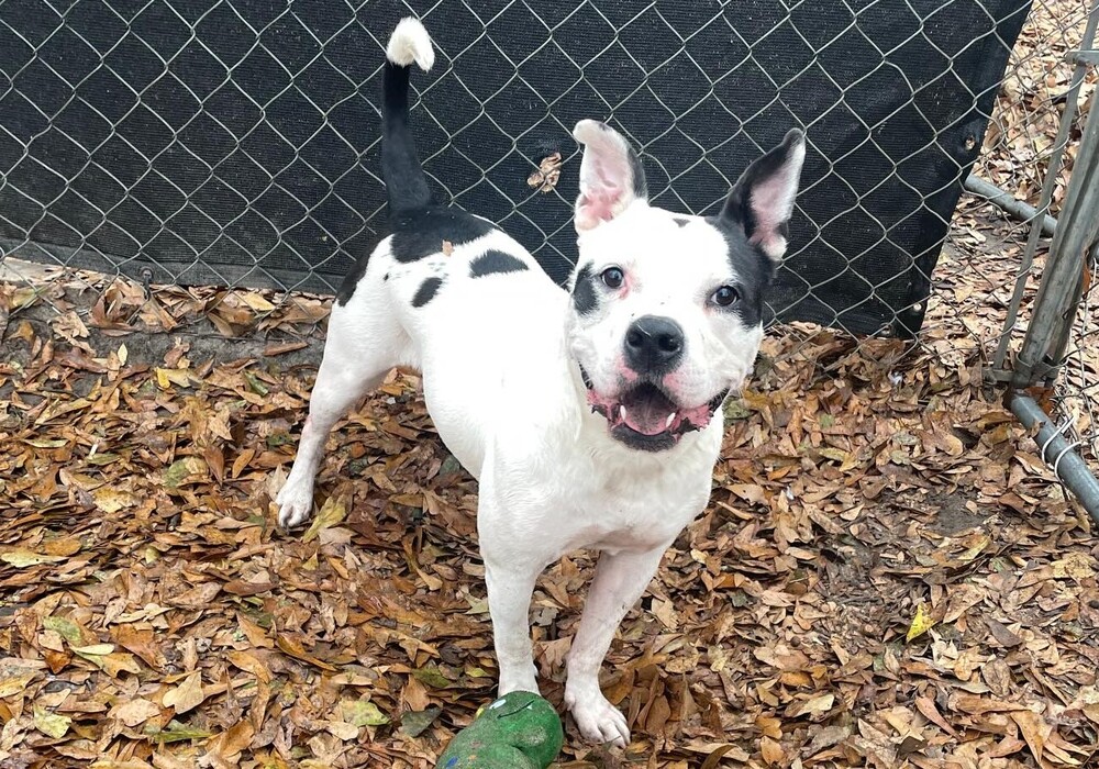 New Pet Resource Center: Ready to bring animal welfare to new frontiers